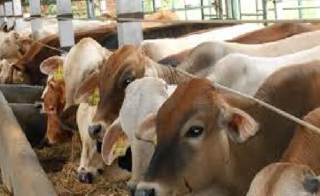 Pasokan Daging Jelang Idul Adha, BULOG Jamin Aman