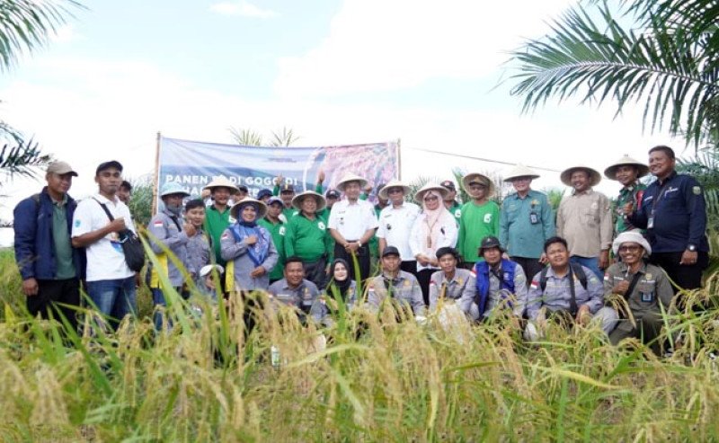 Gapoktan Harapan Mukti Panen Perdana Padi Gogo Tumpangsari di Lahan Sawit