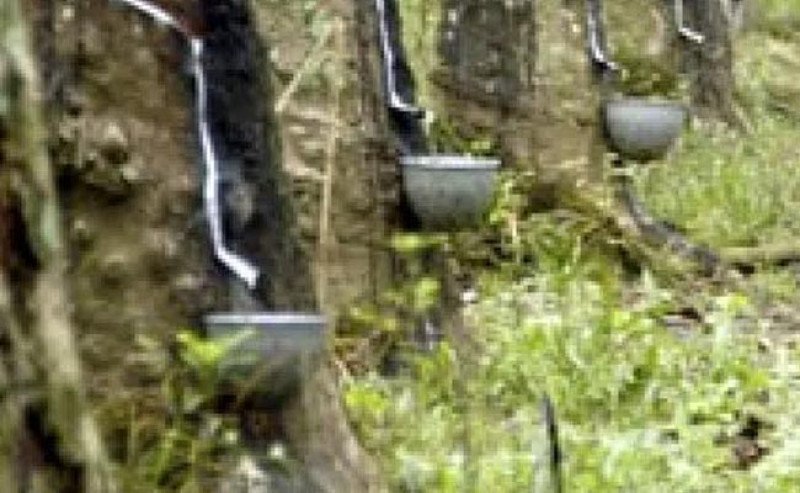 Anjlok Dari Akhir Minggu, Harga Karet Rabu 10 Juli 2024 Mulai Naik