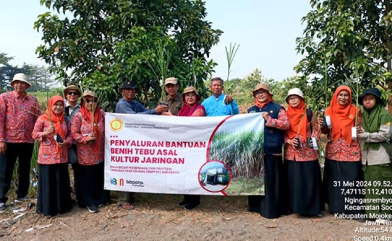 Kementan Salurkan 50.400 Kantung Benih Tebu Unggul Guna Tingkatkan Produktivitas