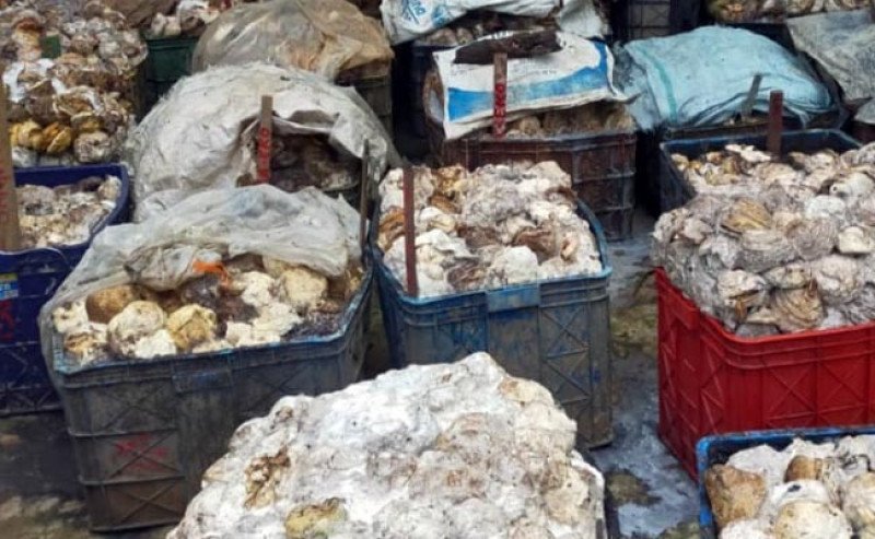 Harga Karet Kering di Sicom Turun pada Kamis 18 Juli 2024