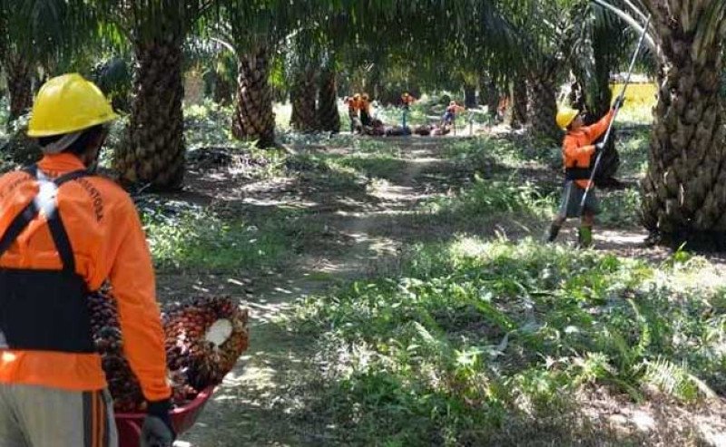 Laba DSNG di Semester Pertama 2024 Meningkat 41%