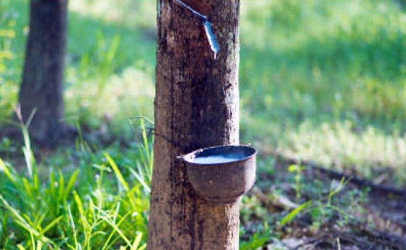 Harga Karet SGX Sicom Rabu 2 Juli 2025 Naik Lagi, Tertinggi Rp26.583/Kg