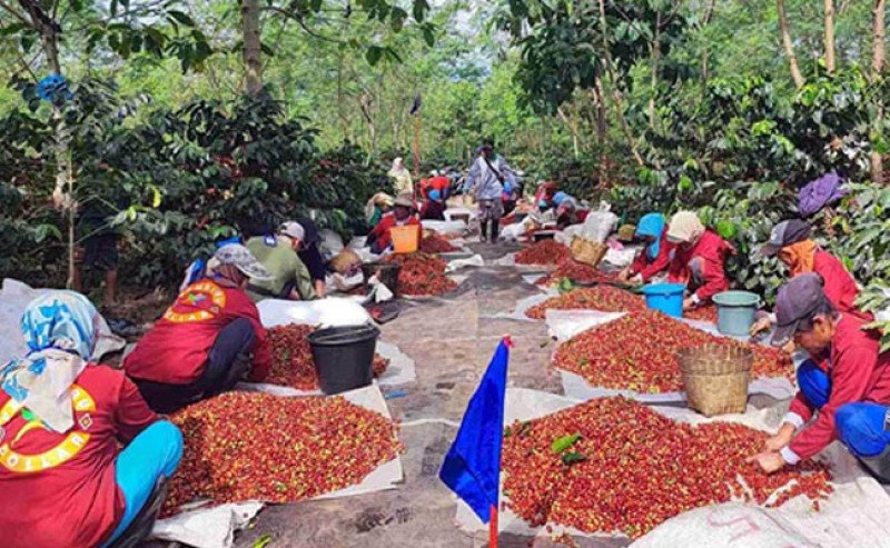 Kopi Arabika Kian Mendunia, PTPN Optimistis Produksi dan Ekspor Tembus Rekor