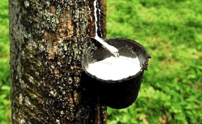 Harga Karet SGX Sicom Naik Rp121/Kg, Kamis 3 Juli 2025