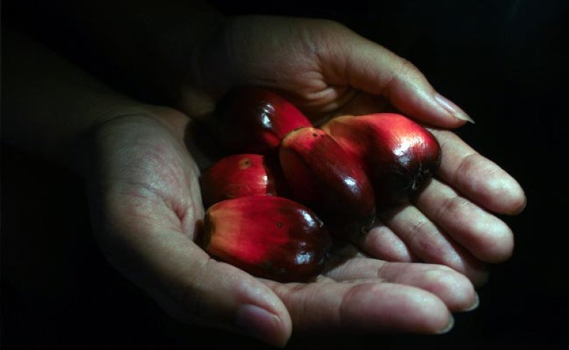 Agrinas Tetap Kelola Aset Negara, PTUN Jakarta Tolak Gugatan Duta Palma