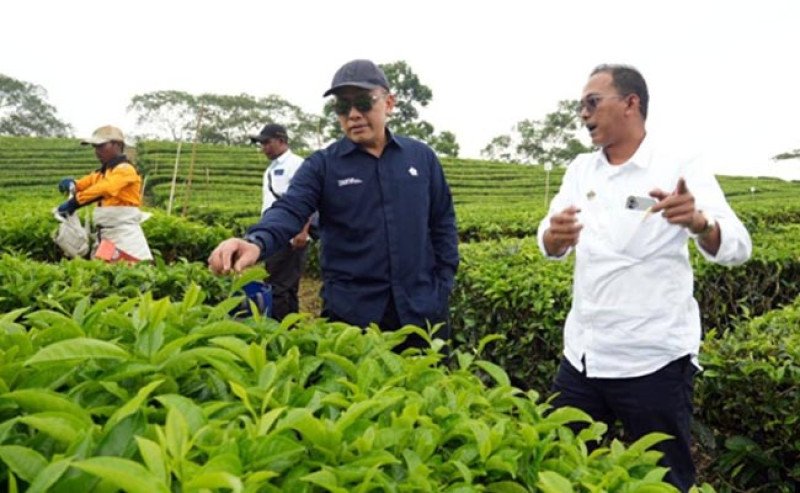 PTPN IV PalmCo Catat Laba Perdana dari Komoditas Teh dan Karet di Sumatera Utara