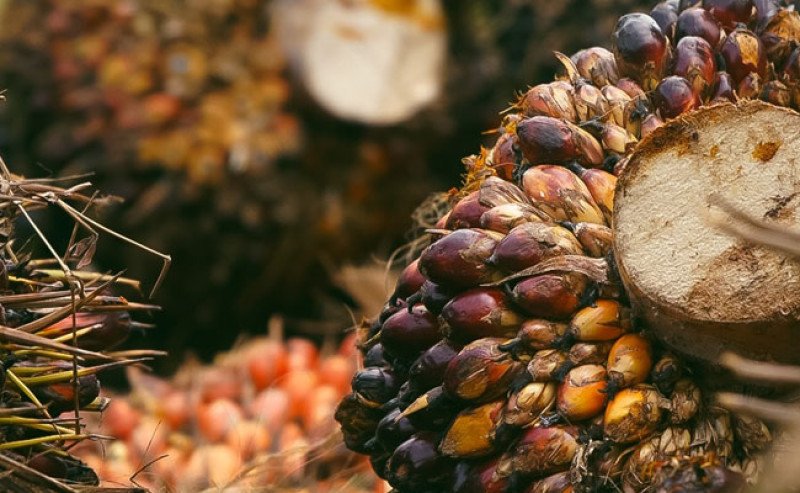 Harga TBS Sawit Kalimantan Timur Periode 16–30 Juni 2025 Turun menjadi Rp3.085,35 Per Kg