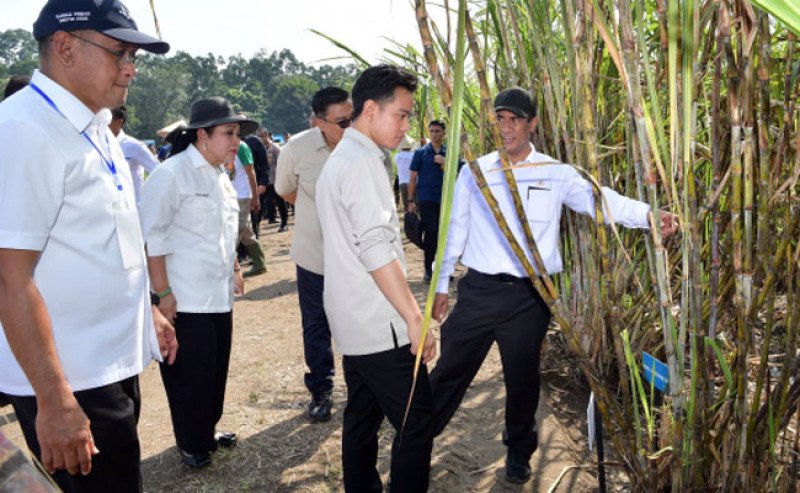 Rembuk Tani Sleman: Wapres Gibran dan Mentan Amran Tegaskan Target Swasembada Gula di Tengah Ancaman Impor