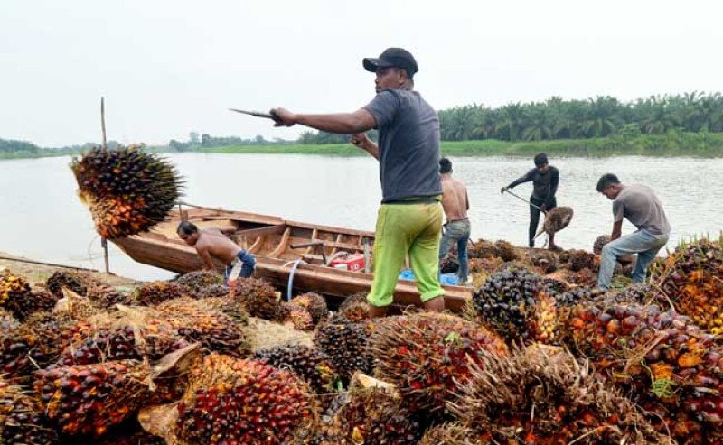 Harga TBS Sawit Jambi Naik Jadi Rp3.248,95/Kg untuk Periode 11–17 Juli 2025