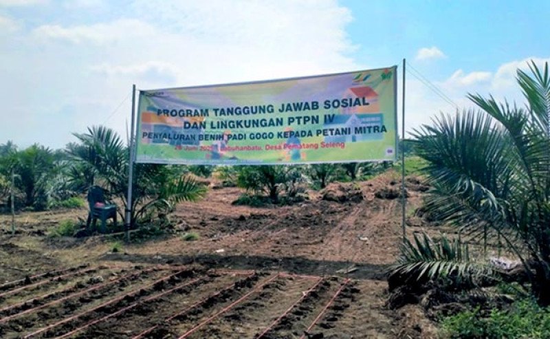 PTPN IV PalmCo Salurkan Bantuan 22 Ton Benih Padi Gogo untuk Petani Sawit di Sumut