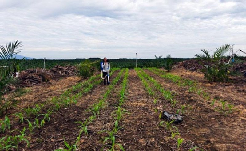 PalmCo Dorong Swasembada Pangan Lewat Tumpang Sari di Lahan Sawit