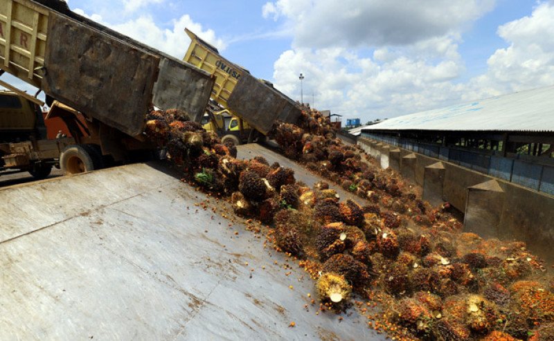 Harga TBS Sawit Sumut Periode 23–29 Juli 2025 Naik Menjadi Rp3.493,46 per Kg