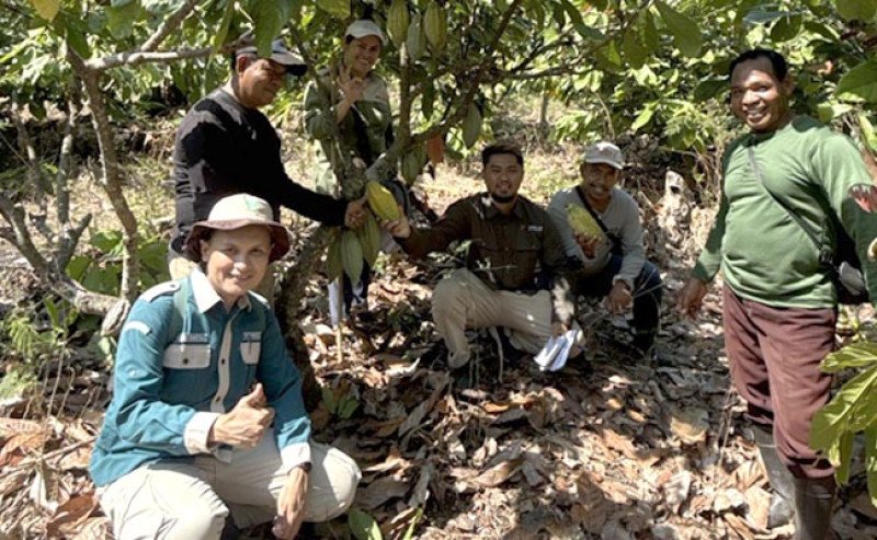 Kementan Perkuat Ketersediaan Benih Kakao Bersertifikat Lewat Pemurnian dan Penilaian Kebun Sumber