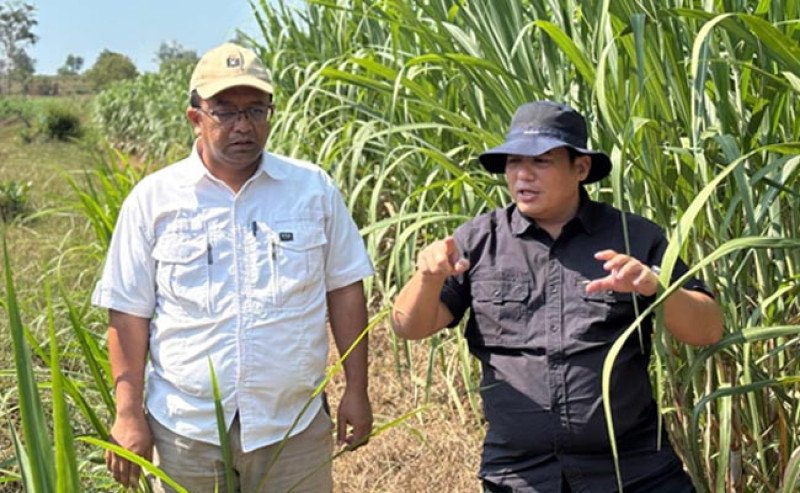 Program BR 2025: Kementan Perkuat Produksi Gula dengan Benih Unggul dan Dukungan KUR