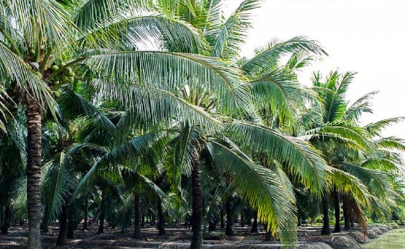 PTPN Siapkan Pengembangan Kebun Kelapa Nasional Seluas 50 Ribu Hektare