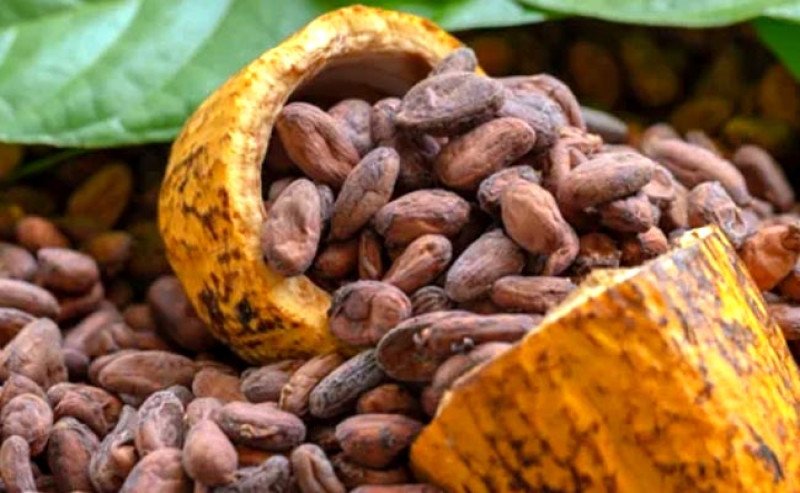 HPE Kakao Juli 2026 Naik 3,83 Persen, Pasokan Afrika Barat Masih Terganggu