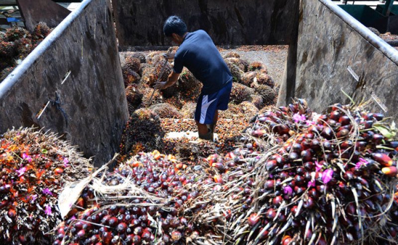 Harga TBS Sawit Jambi Periode 3–9 Juli 2026 Naik, Tanaman Usia 10–20 Tahun Tembus Rp3.708,55/Kg