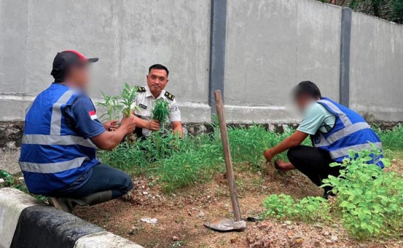 Bapas Tanjungpandan Optimalkan Lahan Tidur untuk Budidaya Sayuran, Libatkan Klien Pemasyarakatan