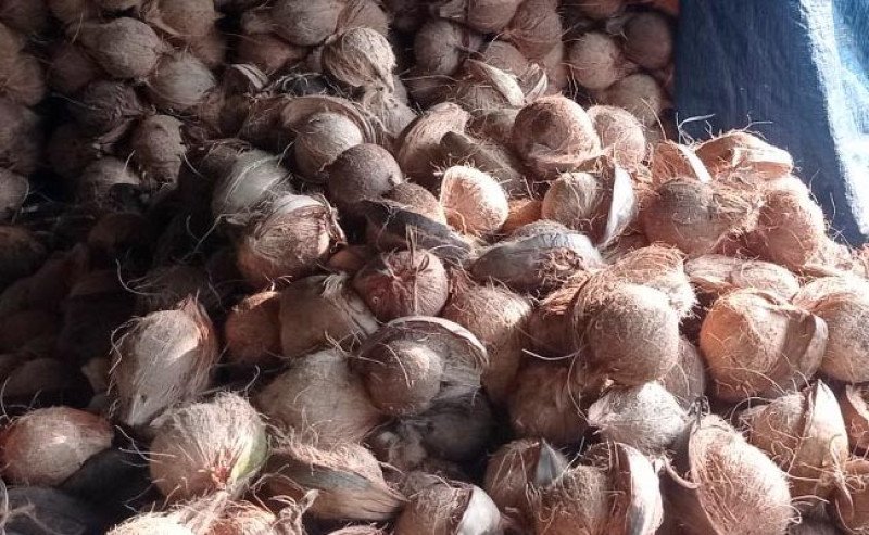 Harga Kelapa di Sumatera Selatan Anjlok Lebih dari 50%, Petani Menjerit