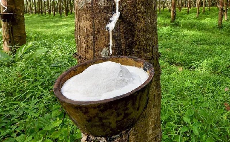 Harga Karet SGX-SICOM Rebound ke Rp38.908/Kg, Juli Ditutup Bertahan di Level Tinggi