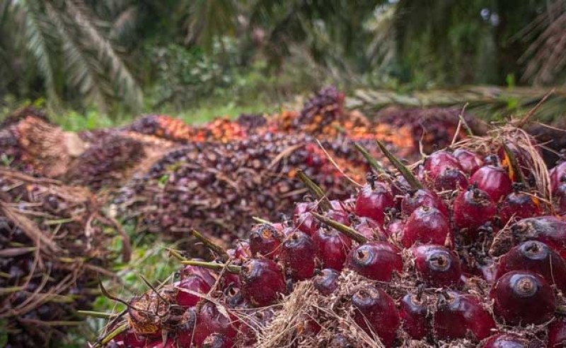 Harga TBS Swadaya Riau Naik ke Rp3.913/Kg, Tertinggi dalam Beberapa Pekan