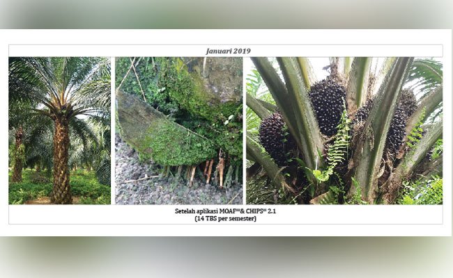 Memulihkan Infeksi Ganoderma di Kebun Sawit