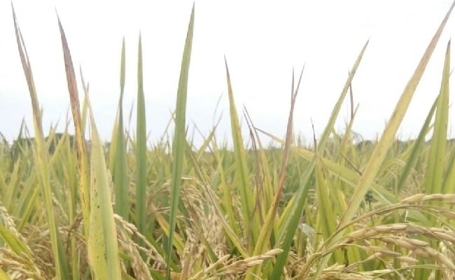 Bupati Kubu Raya Terus Lakukan Langkah Strategis Jaga Stok Pangan