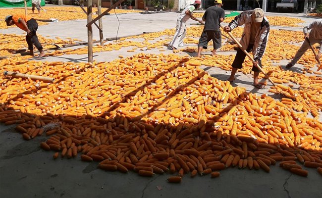 Ekonom Indef Dukung Kementan Gelorakan Diversifikasi Pangan