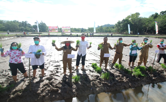 Fight for the COvid-19, Regent of Landak Took the People to Plant Paddy