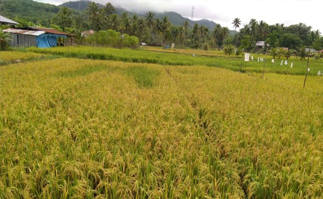 Food Estate Dinilai Bisa Atasi Krisis Pangan