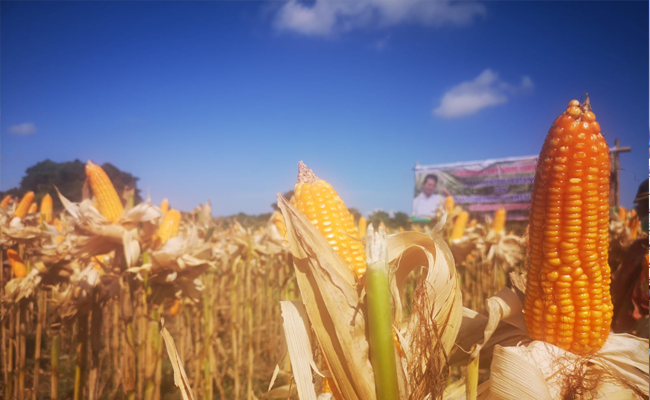 Gorontalo Lepas Ekspor Jagung Sebanyak 12.400 Ton Ke Filipina