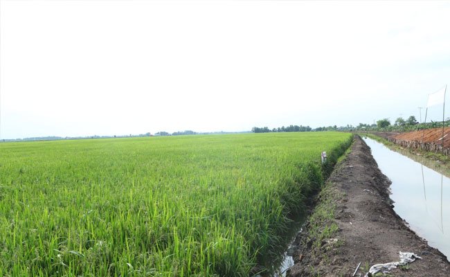 In the Covid-19 Pandemic, The Agriculture Production and Distribution Runs Well