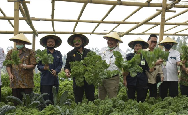 kementan Dorong Sayuran Organik dari Petani Milenial