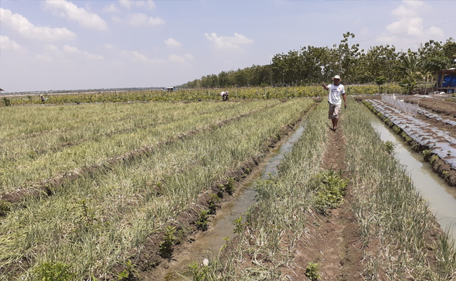 Pengamat : Nilai Ekspor Pertanian Masih Akan Tumbuh Positif
