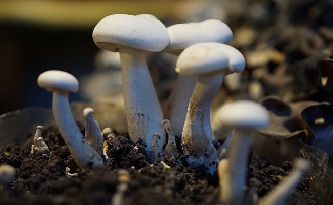 Permintaan Jamur Meningkat Di Tengah Pandemi Covid-19