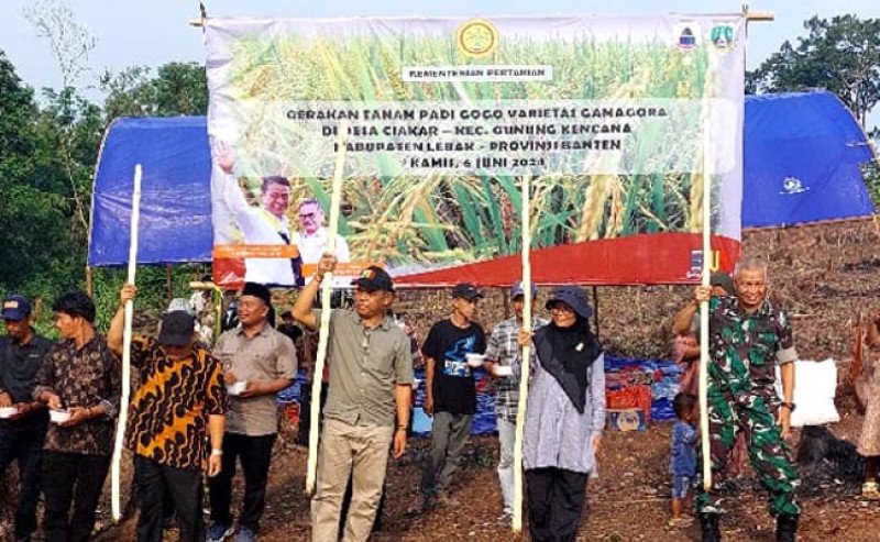 Gandeng UGM & IPB: Kementan Genjot Produksi Padi Varietas Unggul dengan Program Kesatria