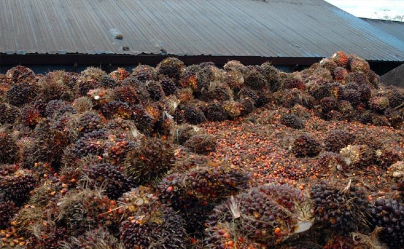 Harga TBS Sawit Petani Swadaya Riau Naik Rp 36,91/Kg di Periode 12-18 Juni 2024