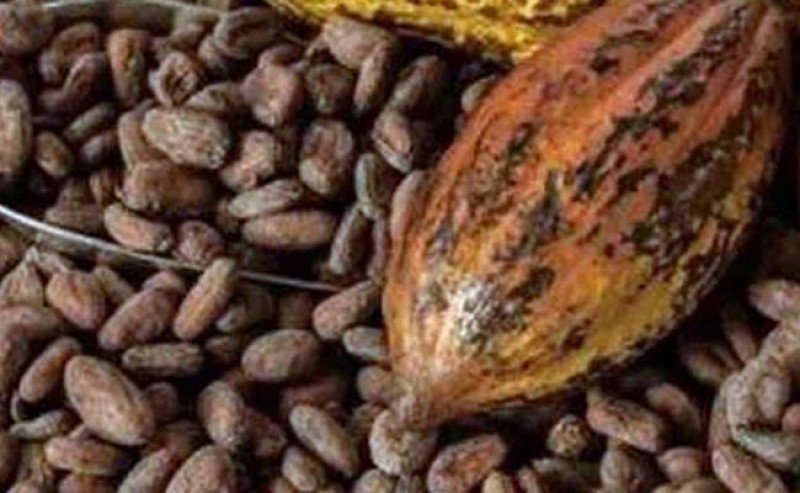 Harga Referensi Biji Kakao Periode Juni 2025 Naik 14,41 Persen