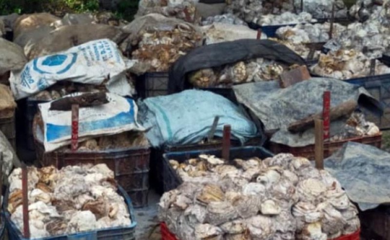 Harga Karet SGX Sicom  Rabu 4 Juni 2025, Naik Menjadi  Rp25.721 per Kg