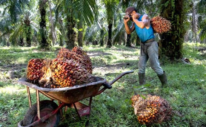 Harga TBS Sawit Swadaya Riau Turun di Periode 11–17 Juni 2025