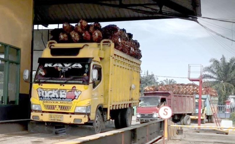 Harga TBS Sawit Sumsel Periode 16–31 Juni 2025 Turun, CPO Tetap di Atas Rp13.000/Kg