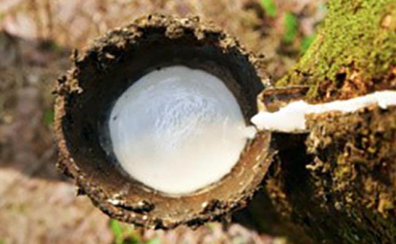 Harga Karet SGX-SICOM Jumat (5/6) Turun, Namun Tetap Kokoh di Atas Rp41 Ribu per Kilogram