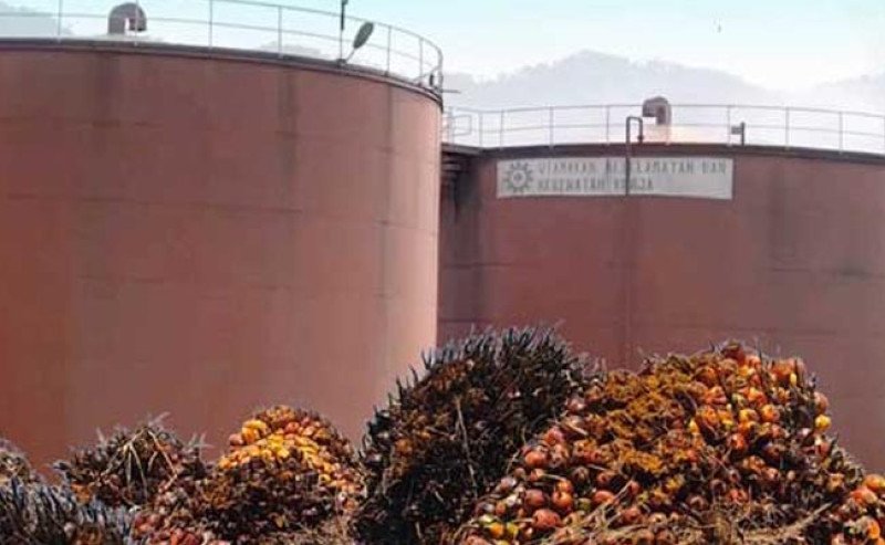 Harga CPO KPBN Jumat (5/6) Turun Tipis ke Rp 15.050/Kg, Bursa Malaysia Melemah Akibat Tekanan Pasar Tiongkok