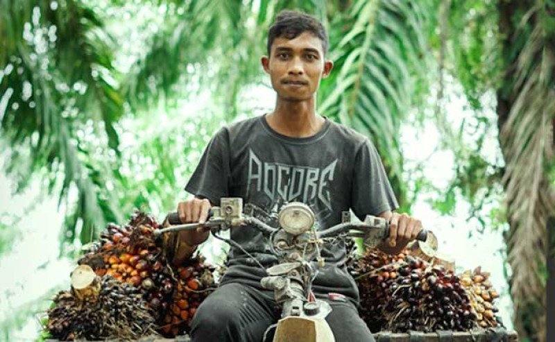 Harga TBS Sawit Swadaya Riau Anjlok Rp437/Kg Di Periode 3-9 Juni 2026