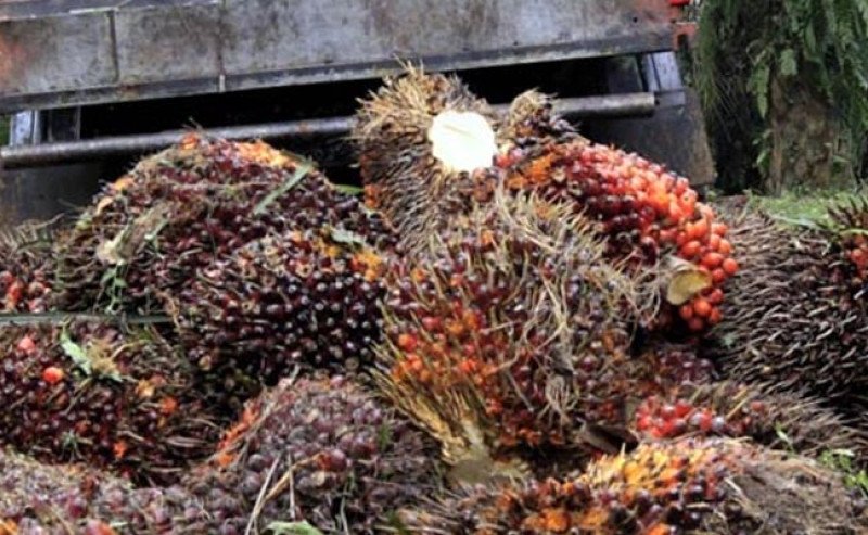 Harga TBS Sawit Plasma Riau Periode 3–9 Juni 2026 Turun Tipis, Tertinggi di Rp3.832,61 Per Kg