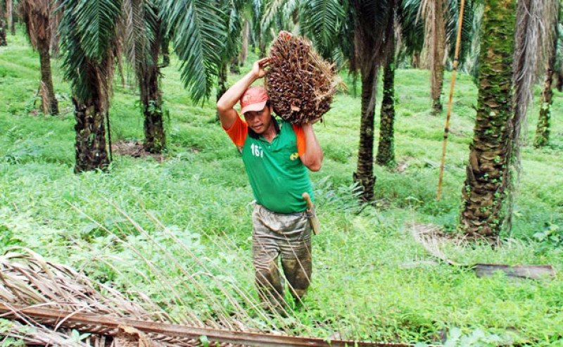 Harga TBS Sawit Sumut Periode 10–16 Juni 2026 Menguat, Tembus Rp3.720,09 per Kg