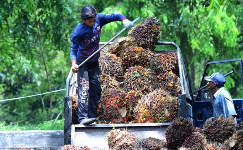 Harga TBS Sawit Sumbar Periode II Juni 2026 Turun Menjadi Rp3.684,78/Kg