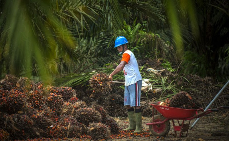 Harga TBS Sawit Swadaya Riau Melonjak Rp403,02/Kg, Tembus Rp3.674,93/Kg