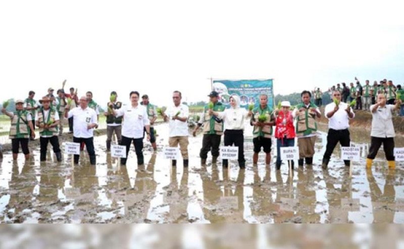 Kementan Tanam Serempak 52 Ribu Hektare di 25 Provinsi, Optimalkan Oplah dan CSR